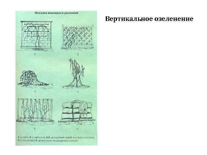 Вертикальное озеленение 