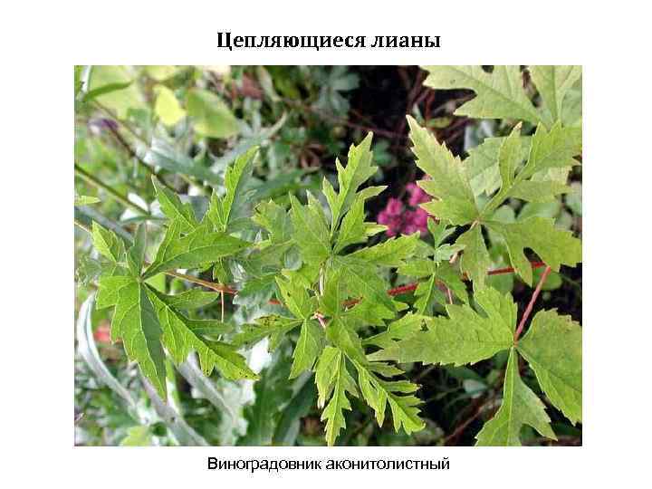 Цепляющиеся лианы Виноградовник аконитолистный 