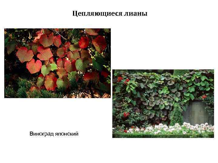 Цепляющиеся лианы Виноград японский 