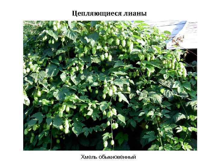 Цепляющиеся лианы Хмель обыкновенный 