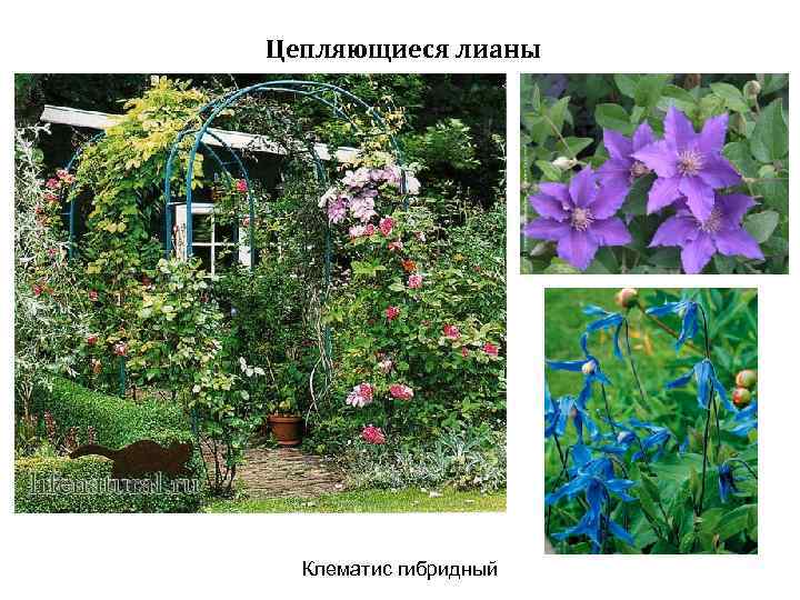 Цепляющиеся лианы Клематис гибридный 