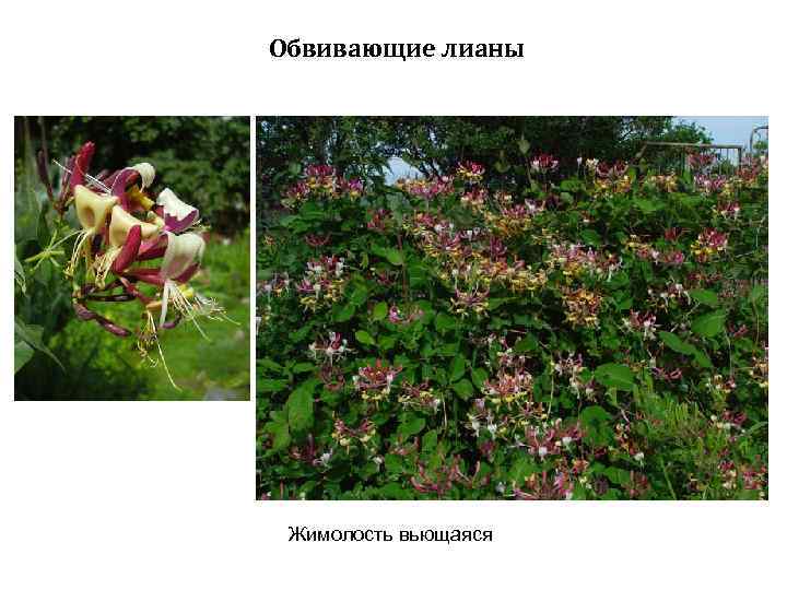 Обвивающие лианы Жимолость вьющаяся 