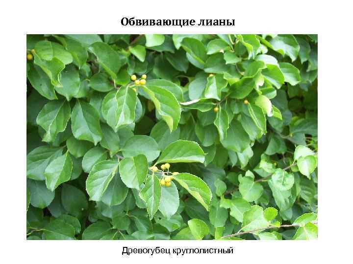 Обвивающие лианы Древогубец круглолистный 