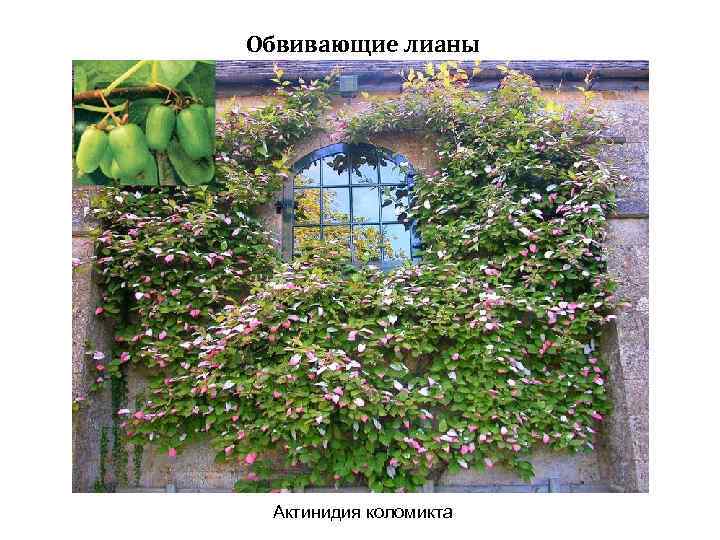 Обвивающие лианы Актинидия коломикта 