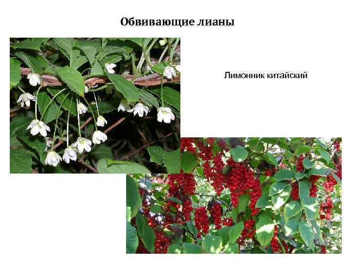 Обвивающие лианы Лимонник китайский 