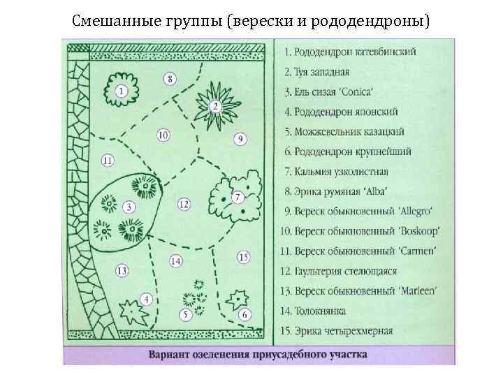 Клумбы с рододендронами схемы