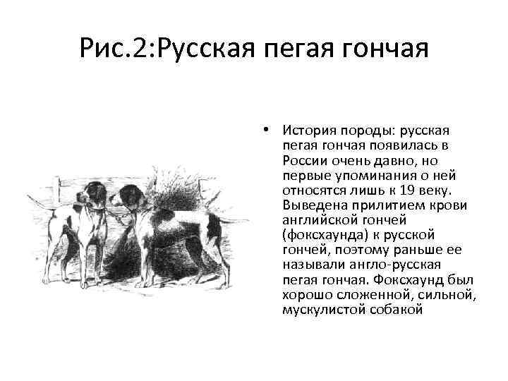 Рис. 2: Русская пегая гончая • История породы: русская пегая гончая появилась в России