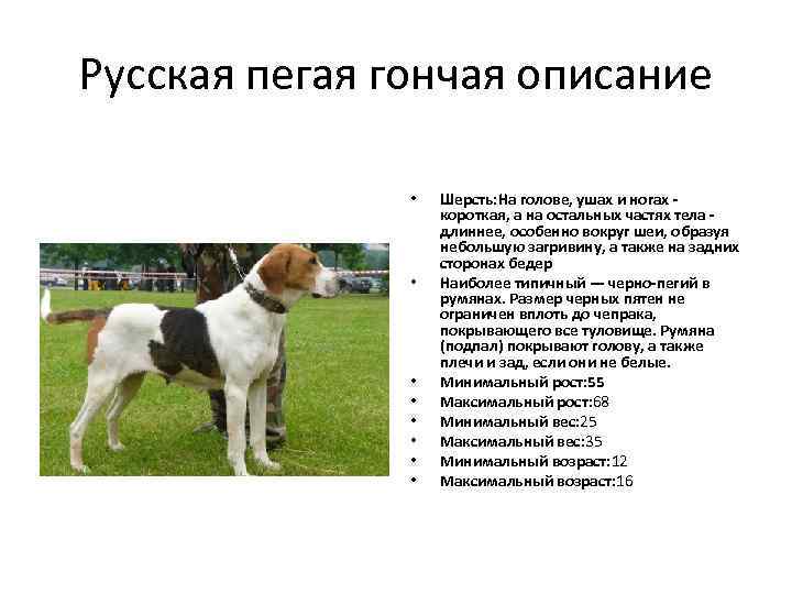 Русская пегая гончая описание • • Шерсть: На голове, ушах и ногах короткая, а