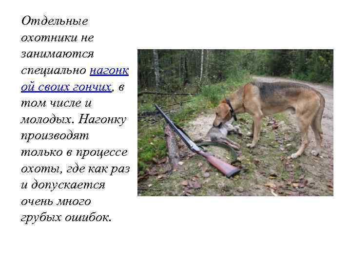 Отдельные охотники не занимаются специально нагонк ой своих гончих, в том числе и молодых.