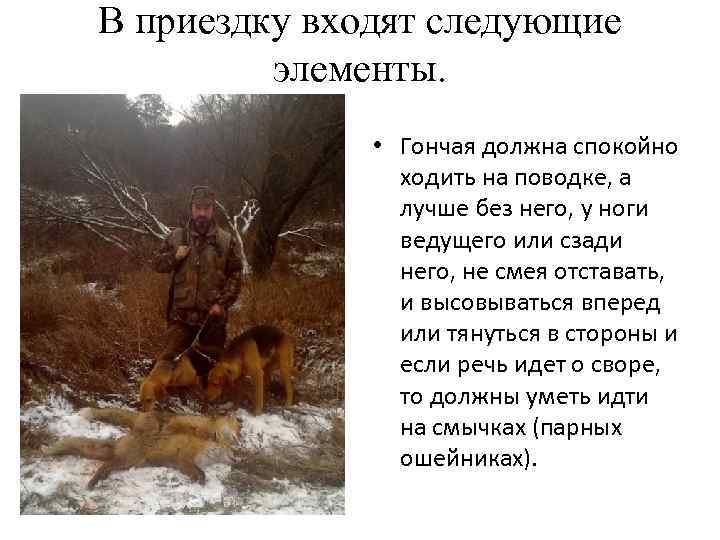 В приездку входят следующие элементы. • Гончая должна спокойно ходить на поводке, а лучше