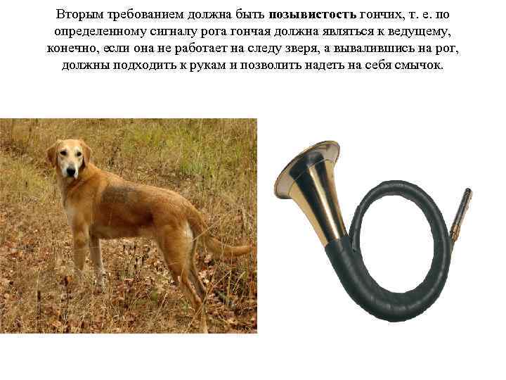 Вторым требованием должна быть позывистость гончих, т. е. по определенному сигналу рога гончая должна
