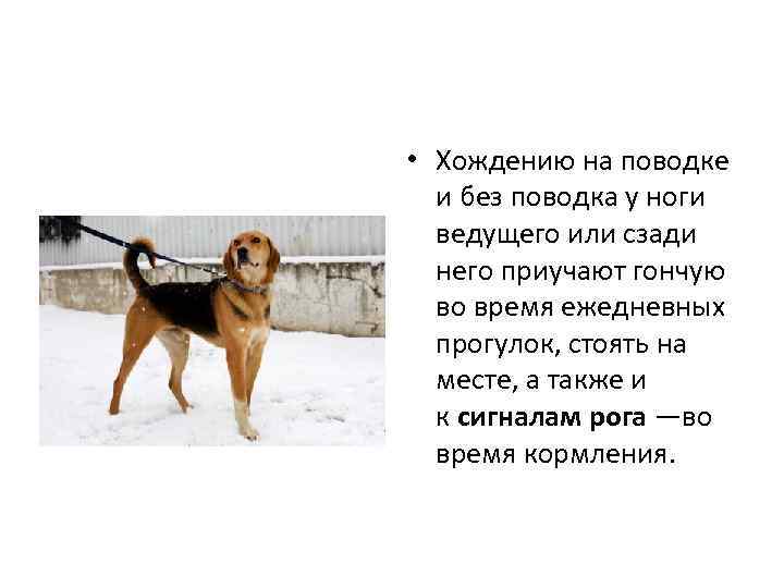  • Хождению на поводке и без поводка у ноги ведущего или сзади него