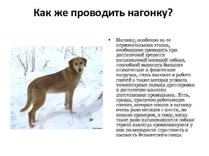 Как же проводить нагонку? • Нагонку, особенно на ее первоначальных этапах, необходимо проводить при