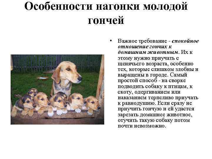 Особенности нагонки молодой гончей • Важное требование - спокойное отношение гончих к домашним животным.