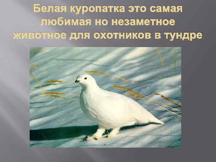 Белая куропатка это самая любимая но незаметное животное для охотников в тундре 