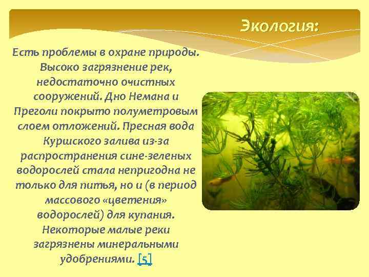 Экология: Есть проблемы в охране природы. Высоко загрязнение рек, недостаточно очистных сооружений. Дно Немана