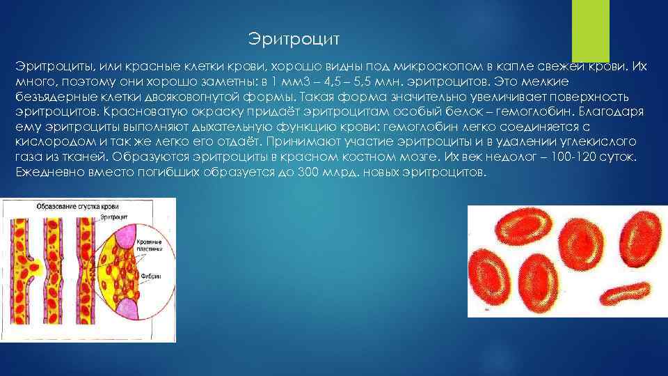 Эритроциты, или красные клетки крови, хорошо видны под микроскопом в капле свежей крови. Их