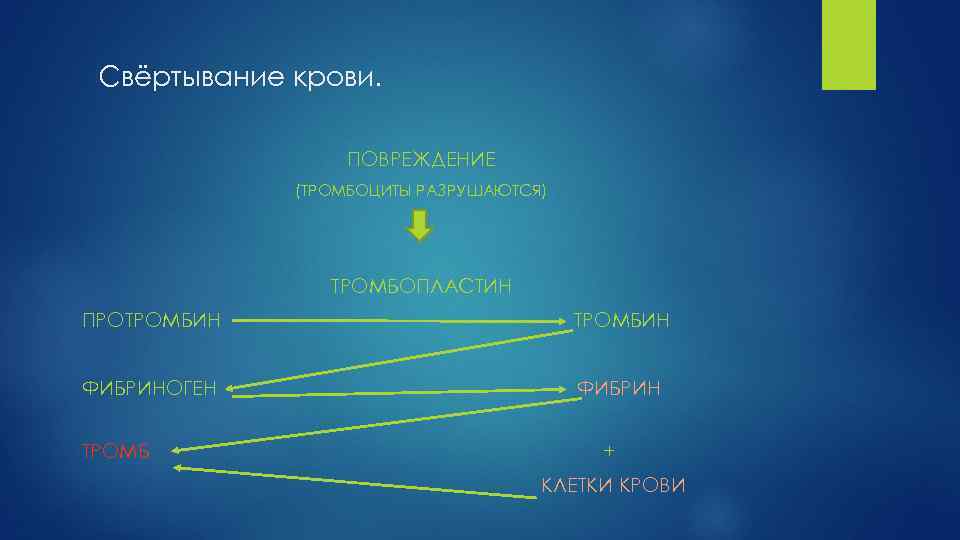 Свёртывание крови. ПОВРЕЖДЕНИЕ (ТРОМБОЦИТЫ РАЗРУШАЮТСЯ) ТРОМБОПЛАСТИН ПРОТРОМБИН ФИБРИНОГЕН ФИБРИН ТРОМБ + КЛЕТКИ КРОВИ 