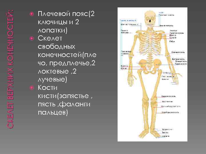 СКЕЛЕТ ВЕРХНИХ КОНЕЧНОСТЕЙ: Плечевой пояс(2 ключицы и 2 лопатки) Скелет свободных конечностей(пле чо, предплечье,