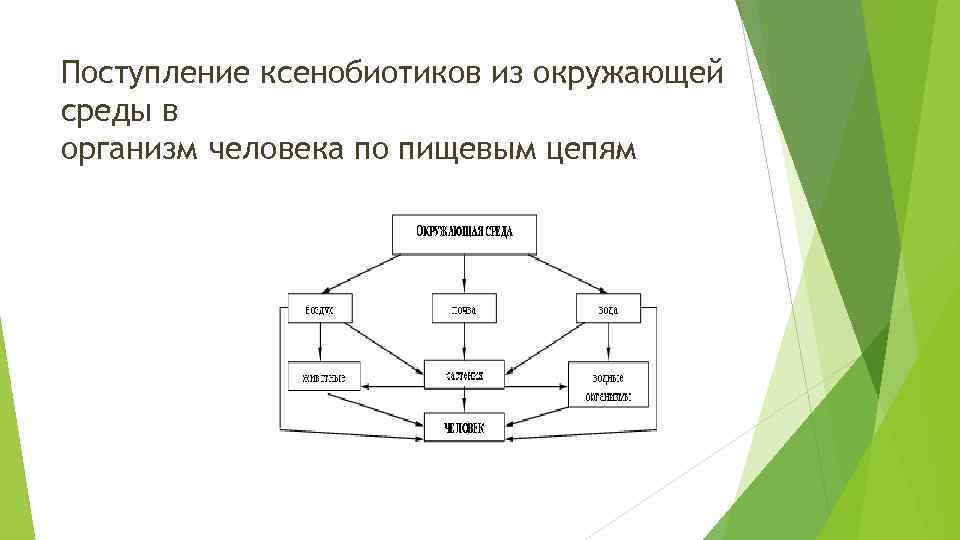 Поступление ксенобиотиков из окружающей среды в организм человека по пищевым цепям 