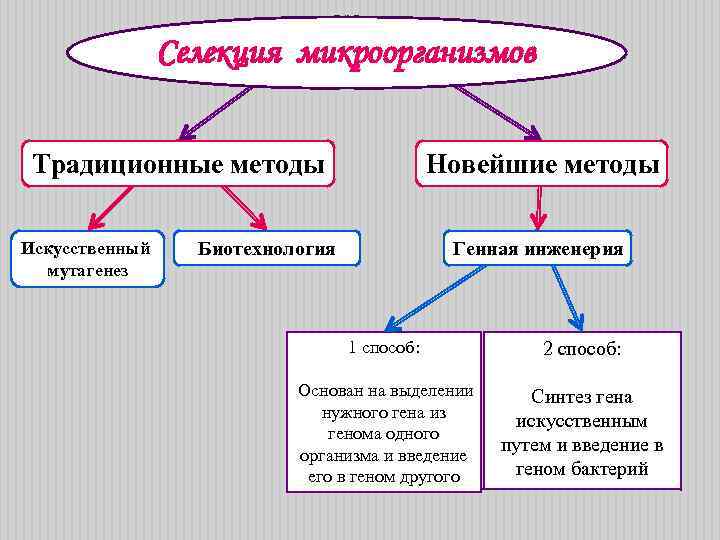 Селекция микроорганизмов презентация 11 класс