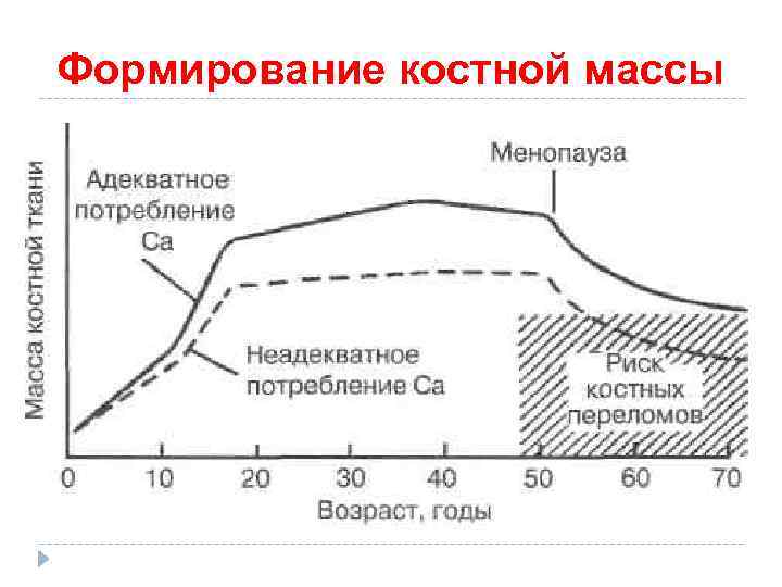 Формирование костной массы 