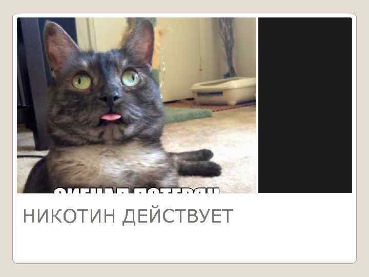 НИКОТИН ДЕЙСТВУЕТ 