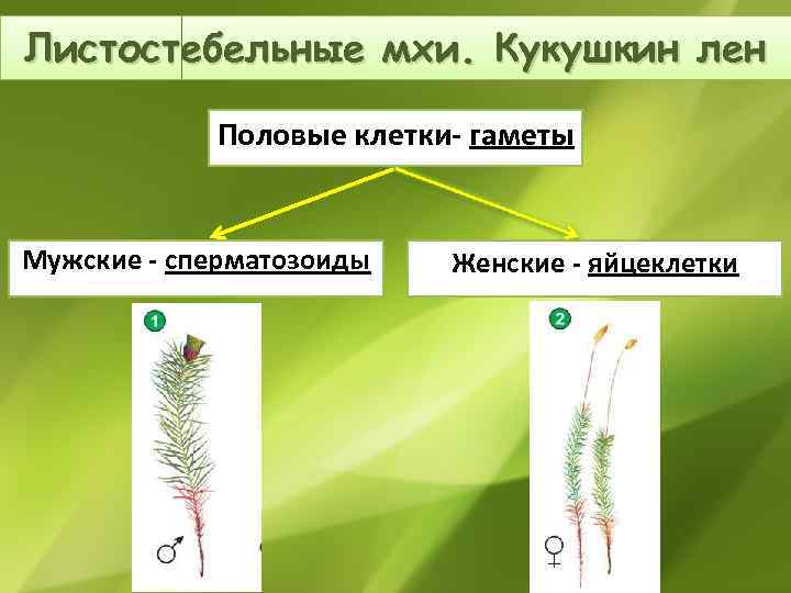 Листостебельные мхи Кукушкин лен. Мужские и женские клетки у Кукушкина льна и сфагнума. Лист листостебельного мха.