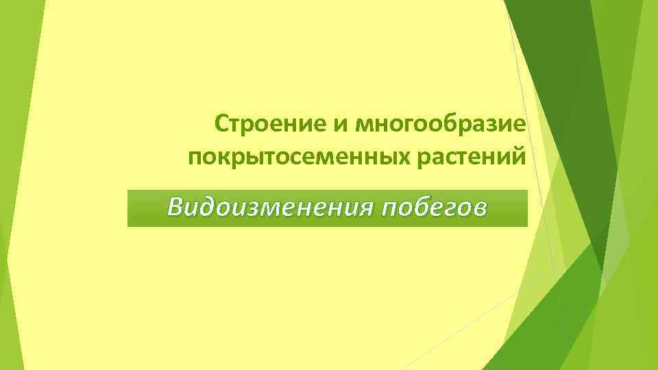 Строение и многообразие покрытосеменных растений Видоизменения побегов 