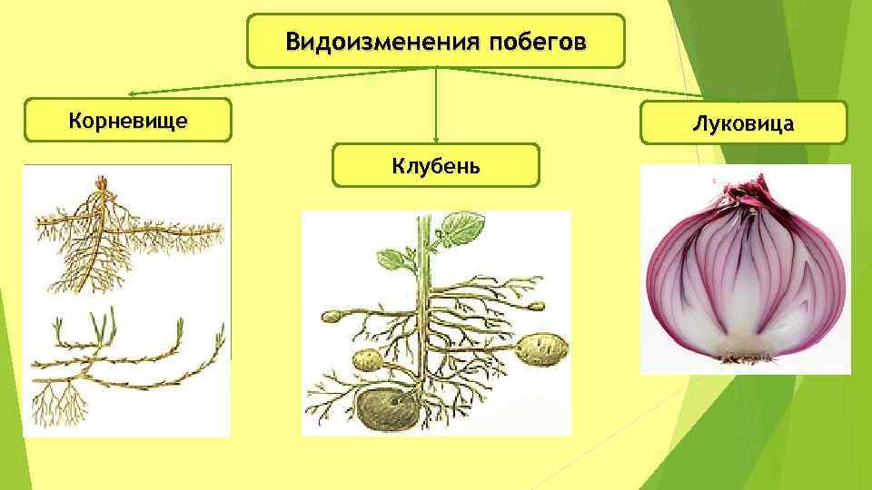 Стебель видоизмененный побег. Видоизменения подземных побегов 6 класс биология. Видоизменения подземных побегов корневище. Подземные метаморфозы побега корневище. Видоизменение побегов подземные побеги.