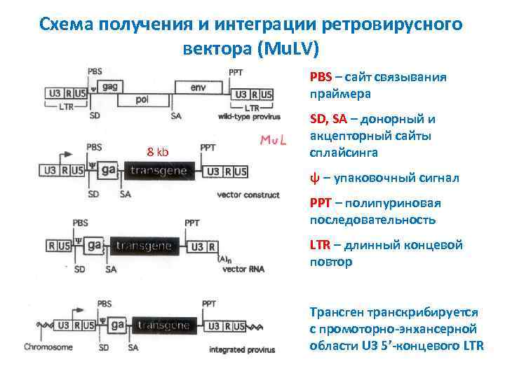 Схема получения и интеграции ретровирусного вектора (Mu. LV) PBS – сайт связывания праймера 8
