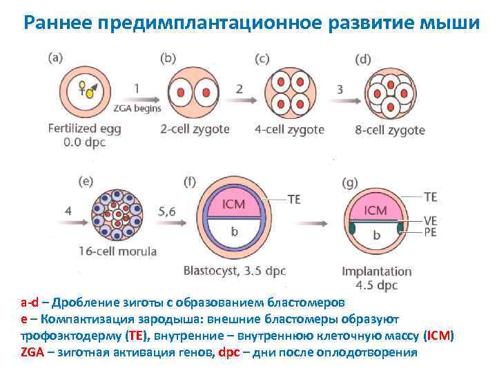 Раннее предимплантационное развитие мыши a-d – Дробление зиготы с образованием бластомеров e – Компактизация