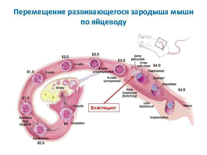 Перемещение развивающегося зародыша мыши по яйцеводу Бластоцист 