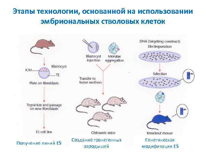 Этапы технологии, основанной на использовании эмбриональных стволовых клеток Получение линий ES Создание трансгенных зародышей