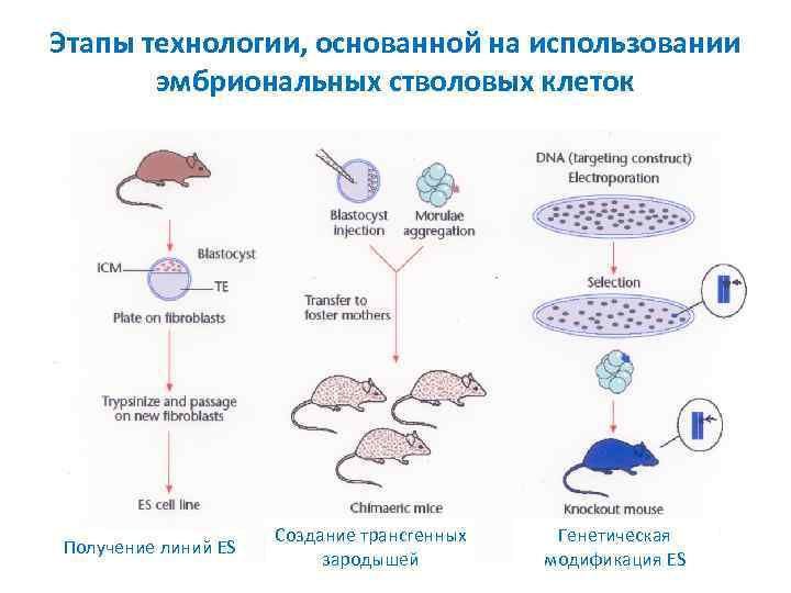 Стволовые клетки в биотехнологии презентация