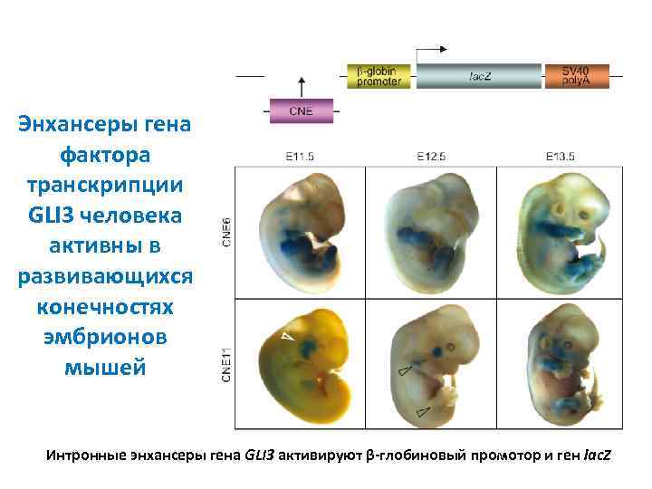Энхансеры гена фактора транскрипции GLI 3 человека активны в развивающихся конечностях эмбрионов мышей Интронные