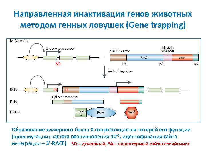 Направленная инактивация генов животных методом генных ловушек (Gene trapping) SD SD SA Образование химерного