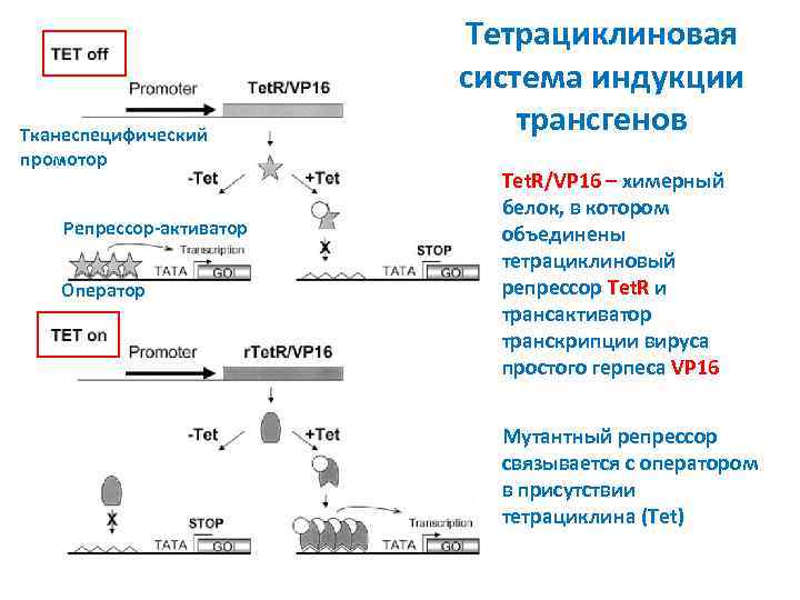 Тканеспецифический промотор Репрессор-активатор Оператор Тетрациклиновая система индукции трансгенов Tet. R/VP 16 – химерный белок,