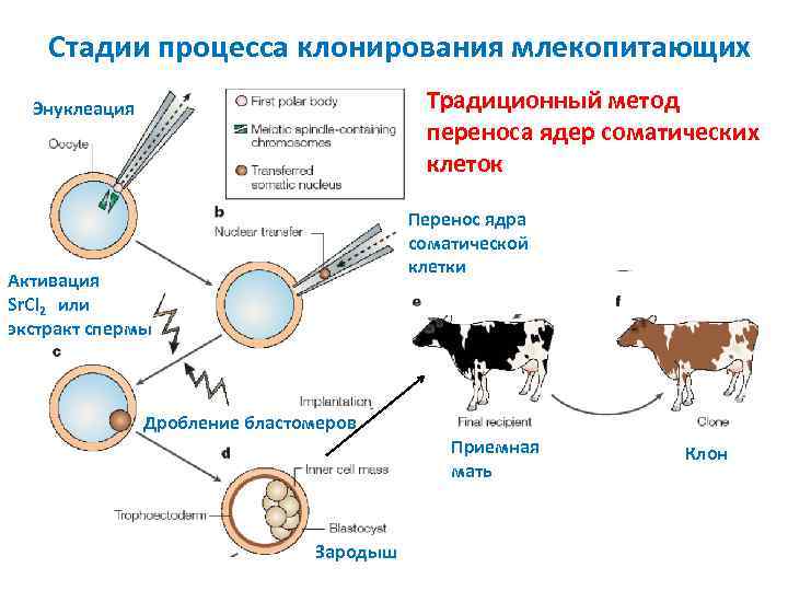 Стадии процесса клонирования млекопитающих Традиционный метод переноса ядер соматических клеток Энуклеация Перенос ядра соматической