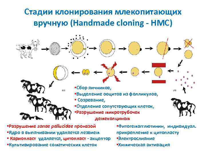 Стадии клонирования млекопитающих вручную (Handmade cloning - HMC) 1 • Сбор яичников, • Выделение