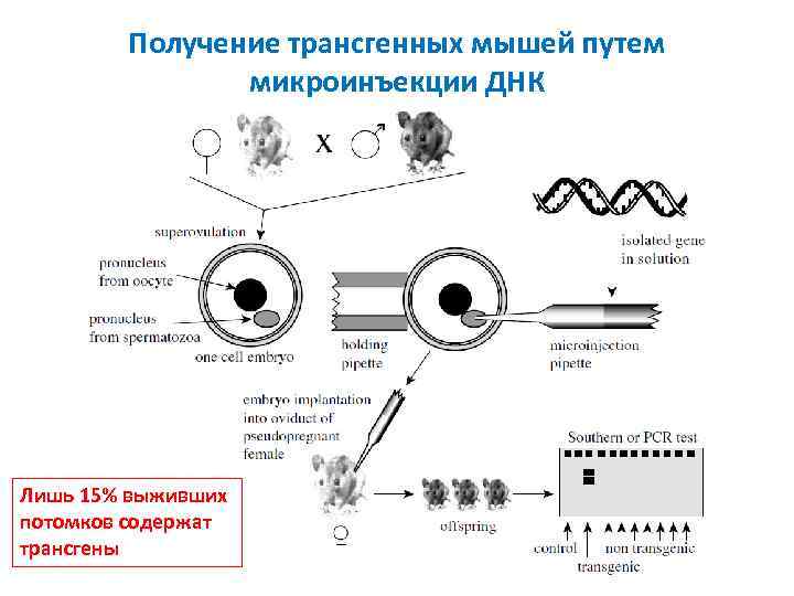 Для получения дж