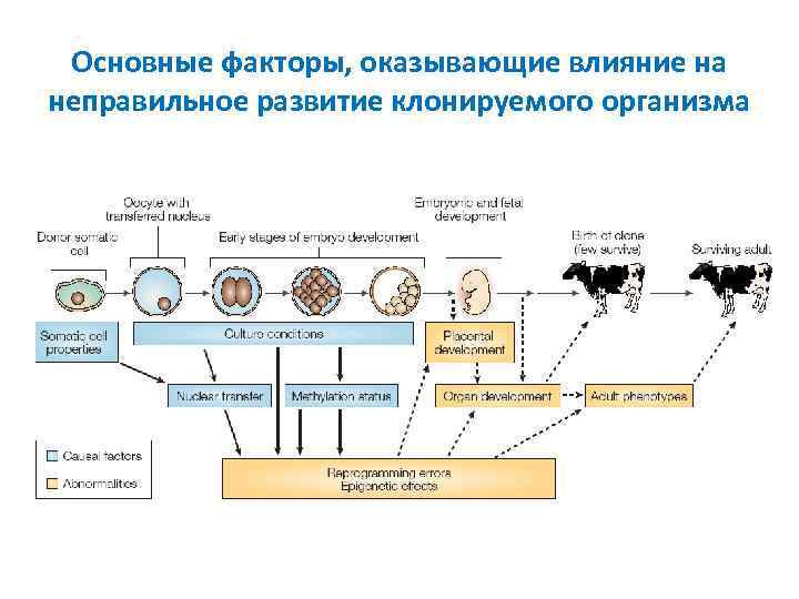 Основные факторы, оказывающие влияние на неправильное развитие клонируемого организма 