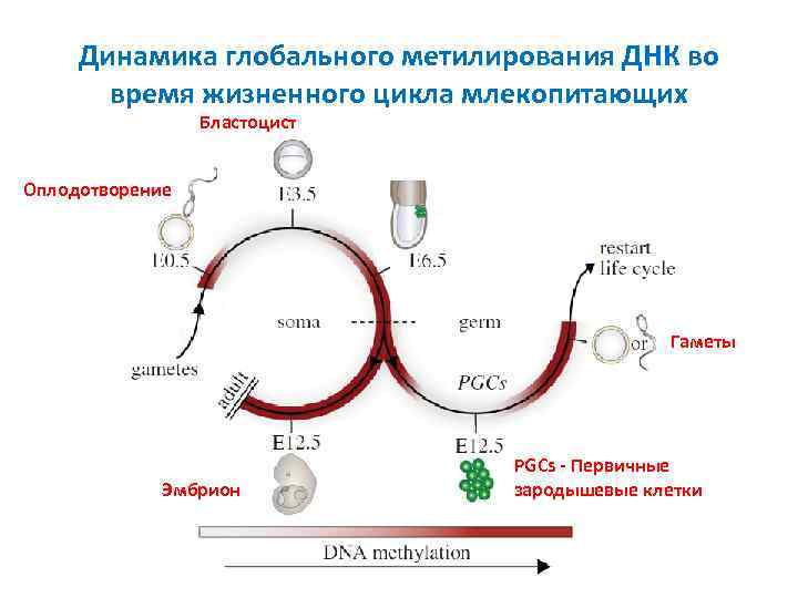 Динамика глобального метилирования ДНК во время жизненного цикла млекопитающих Бластоцист Оплодотворение Гаметы Эмбрион PGCs