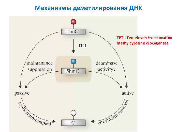 Механизмы деметилирования ДНК TET - Ten-eleven translocation methylcytosine dioxygenase 