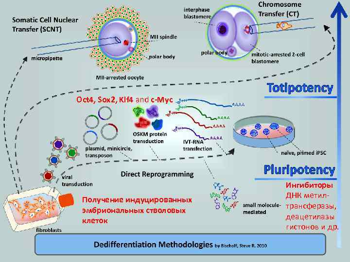 Oct 4, Sox 2, Klf 4 and c-Myc Получение индуцированных эмбриональных стволовых клеток Ингибиторы