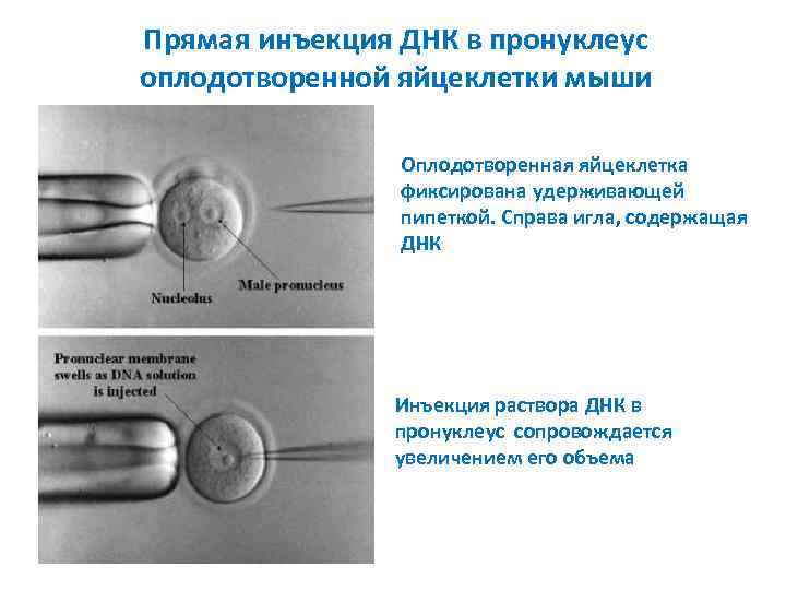 Прямая инъекция ДНК в пронуклеус оплодотворенной яйцеклетки мыши Оплодотворенная яйцеклетка фиксирована удерживающей пипеткой. Справа