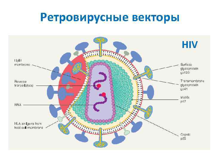 Каким номером на рисунке обозначена вирусная днк если на схеме изображен цикл ретровируса