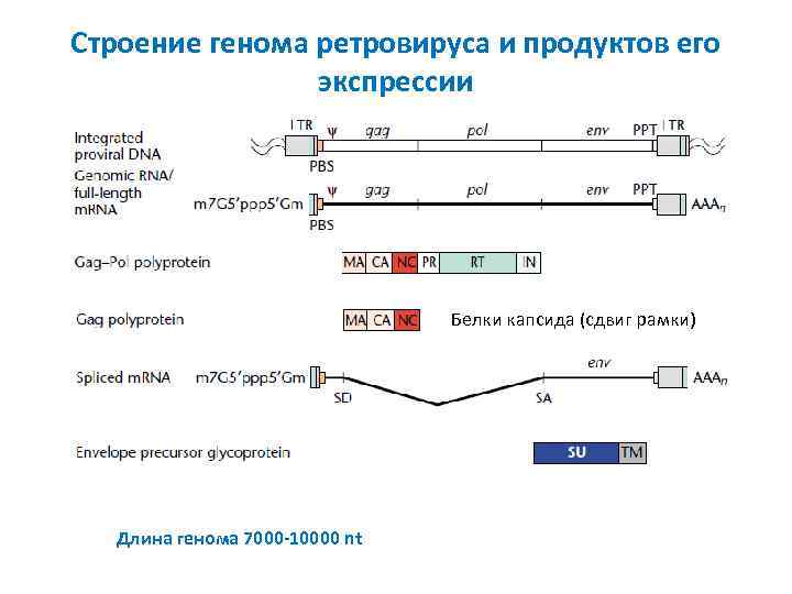 Строение генома ретровируса и продуктов его экспрессии Белки капсида (сдвиг рамки) Длина генома 7000