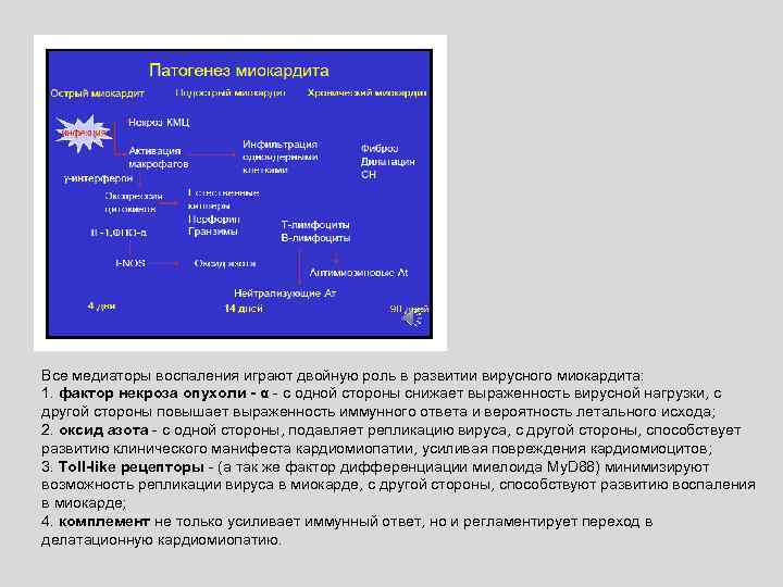 Все медиаторы воспаления играют двойную роль в развитии вирусного миокардита: 1. фактор некроза опухоли