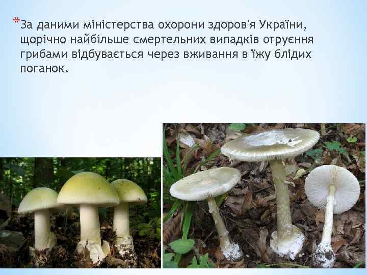 *За даними міністерства охорони здоров'я України, щорічно найбільше смертельних випадків отруєння грибами відбувається через